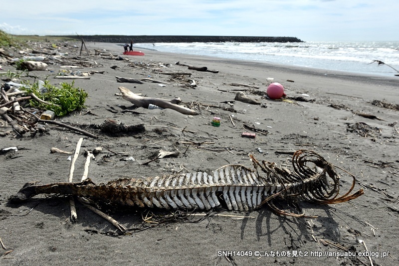 イルカ　骨　04 イルカ 骨