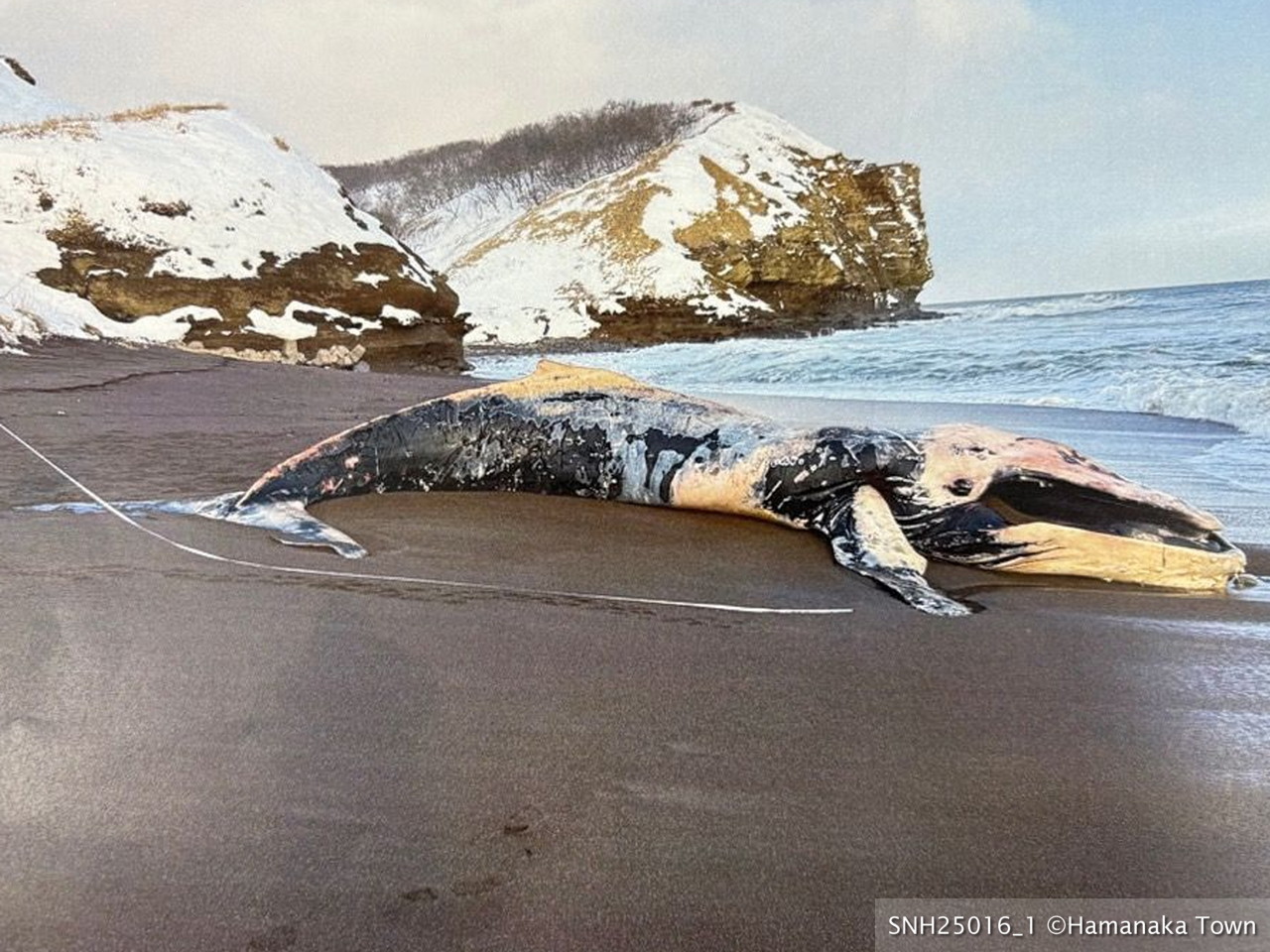 SNH25016 [漂着] 厚岸郡浜中町(太平洋) ザトウクジラ – Stranding