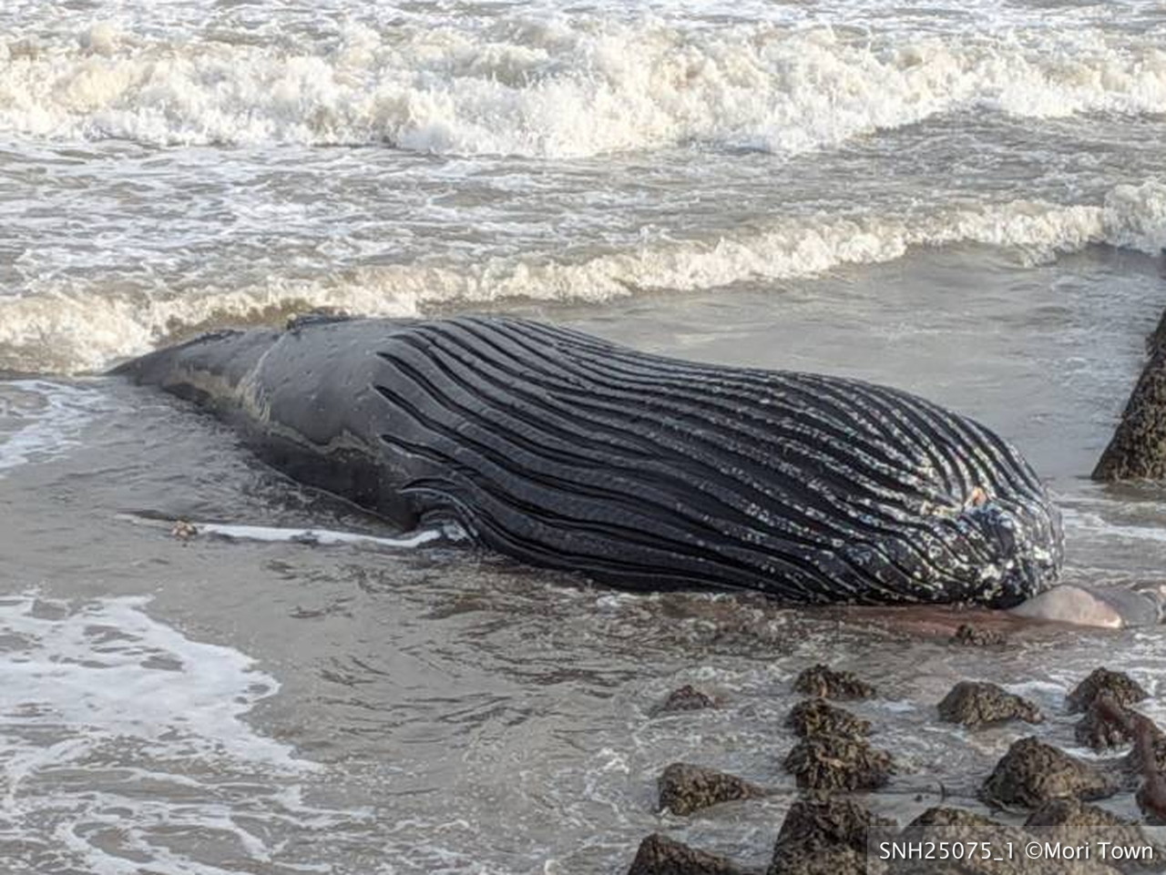 SNH25075 [漂着] 茅部郡森町(噴火湾) ザトウクジラ – Stranding