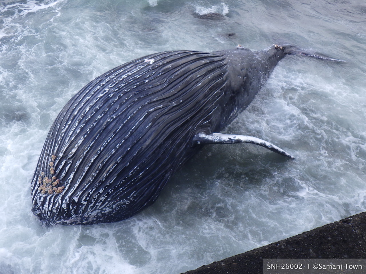 SNH26002 [漂着] 様似郡様似町(太平洋) ザトウクジラ – Stranding